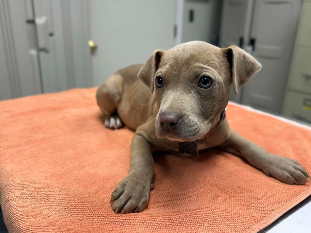 Enlarge Java, a Adoptable mixed breed in Raleigh, NC image 1/6