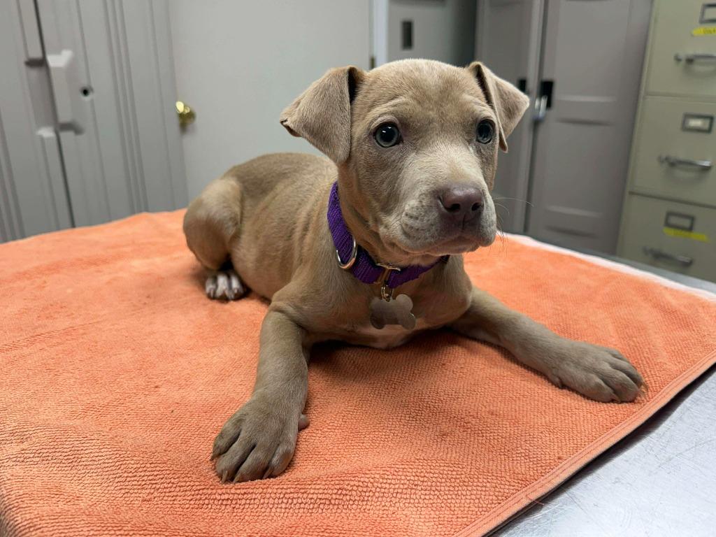 Enlarge Java, a Adoptable mixed breed in Raleigh, NC image 2/6