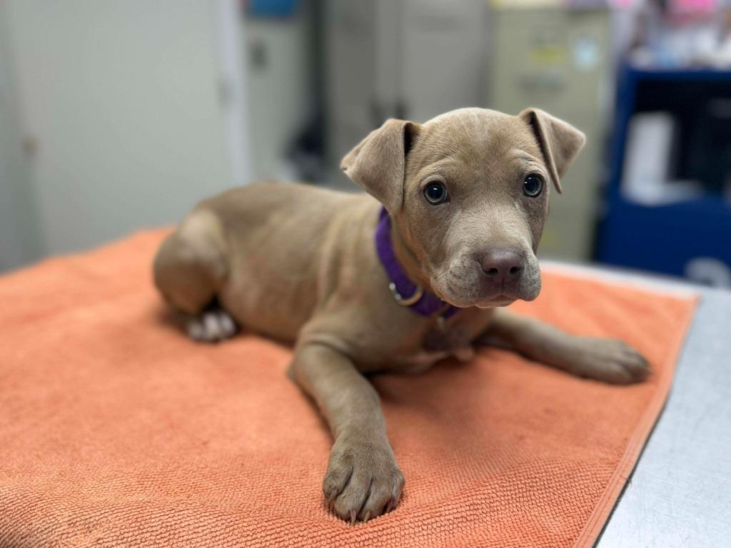 Enlarge Java, a Adoptable mixed breed in Raleigh, NC image 3/6