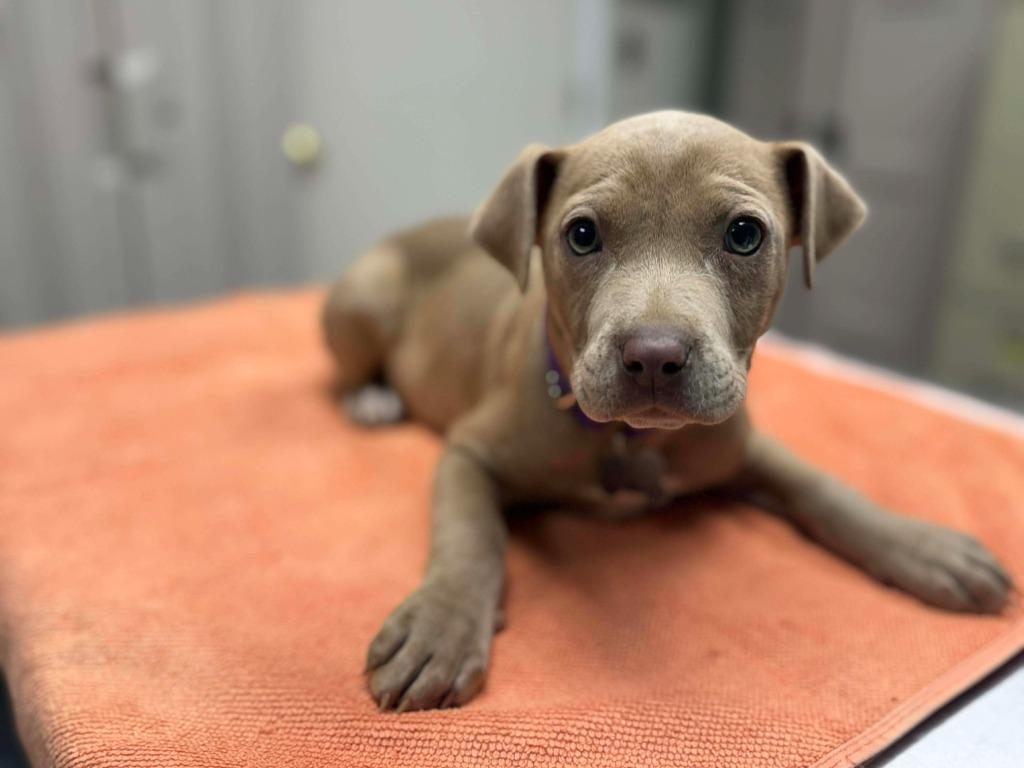 Enlarge Java, a Adoptable mixed breed in Raleigh, NC image 4/6