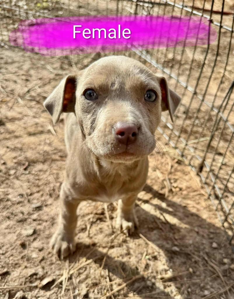 Enlarge Java, a Adoptable mixed breed in Raleigh, NC image 5/6