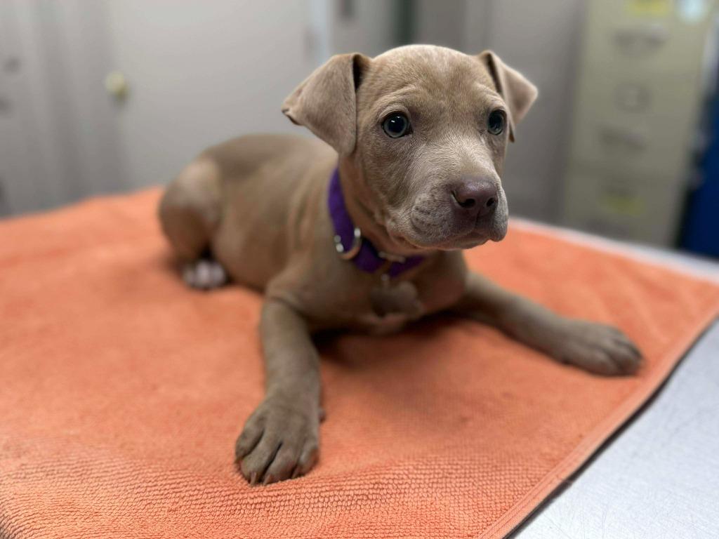 Enlarge Java, a Adoptable mixed breed in Raleigh, NC image 6/6