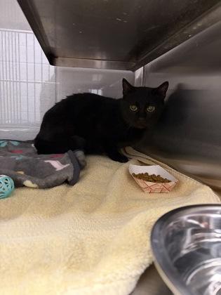 Enlarge Inky, a Adoptable mixed breed in Gastonia, NC image 1/1