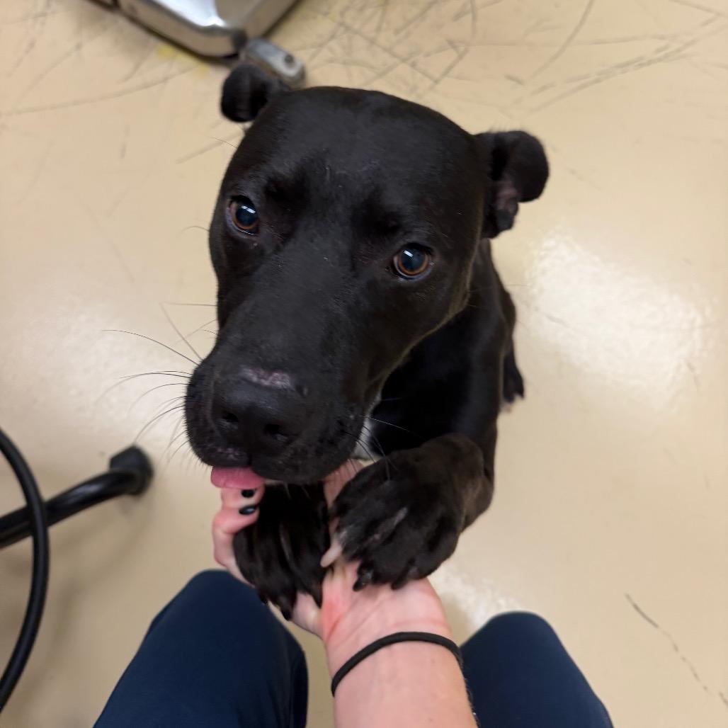 Chug Jug, Adoptable, Young Male Mixed Breed.