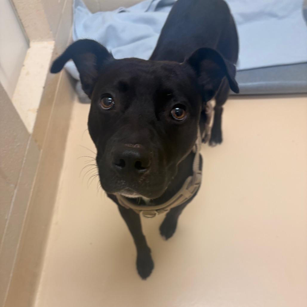 Chug Jug, a Adoptable Mixed Breed in Winston-Salem, NC image 2/5