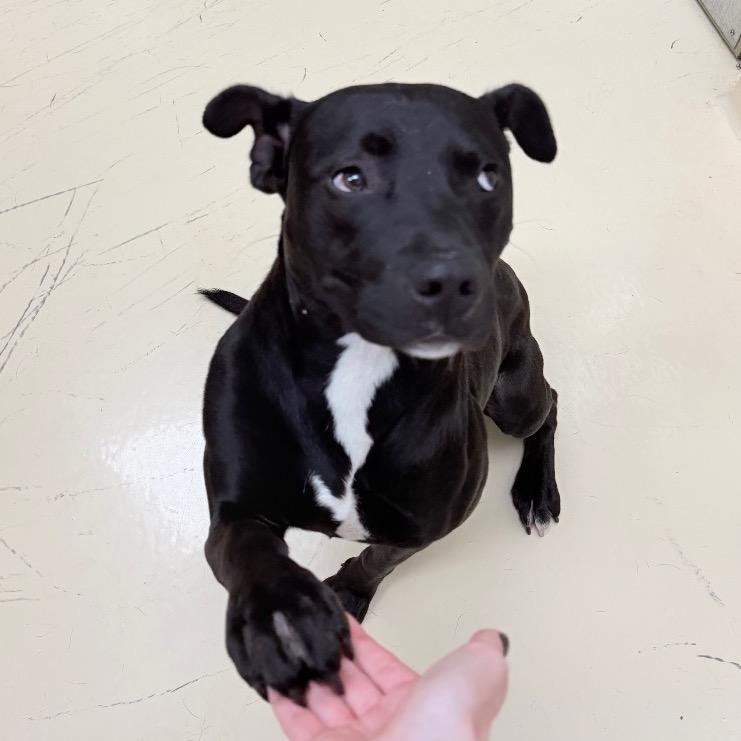 Chug Jug, a Adoptable Mixed Breed in Winston-Salem, NC image 3/5