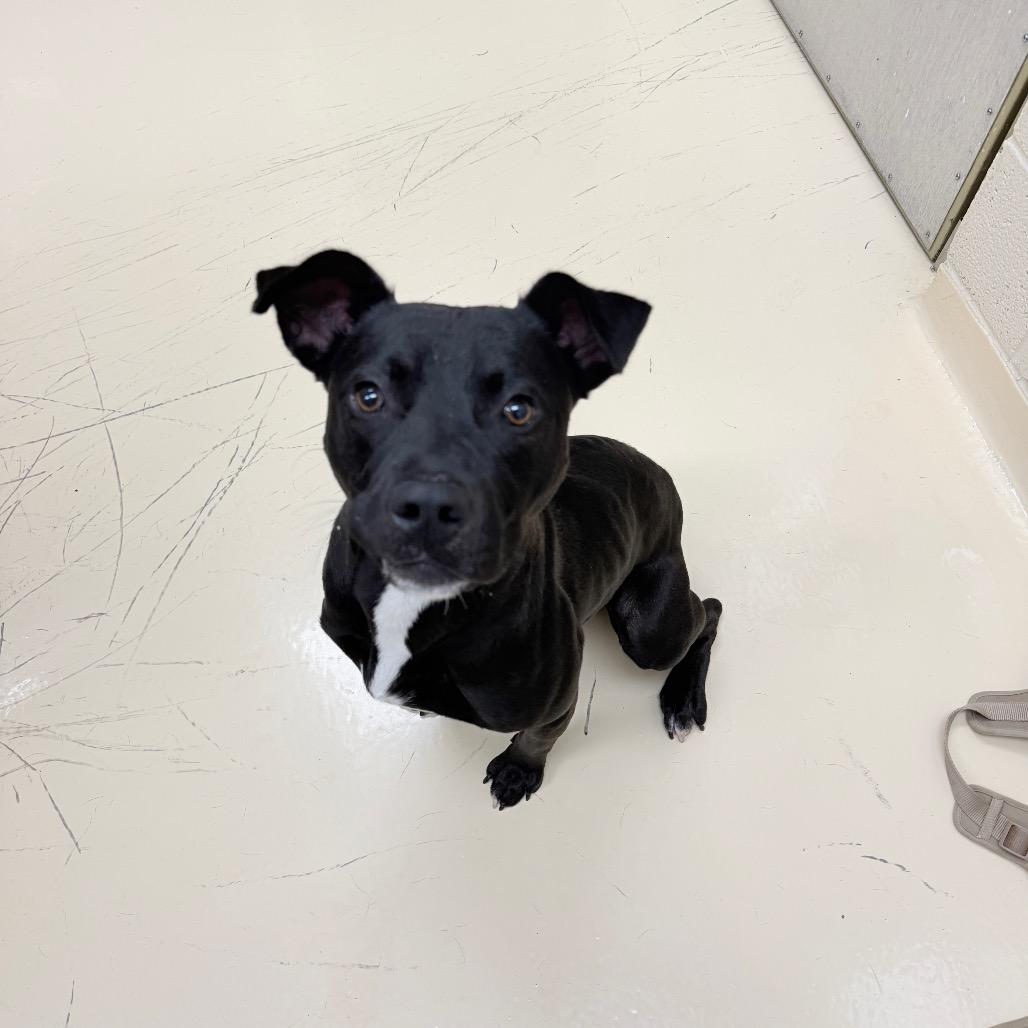 Chug Jug, a Adoptable Mixed Breed in Winston-Salem, NC image 4/5