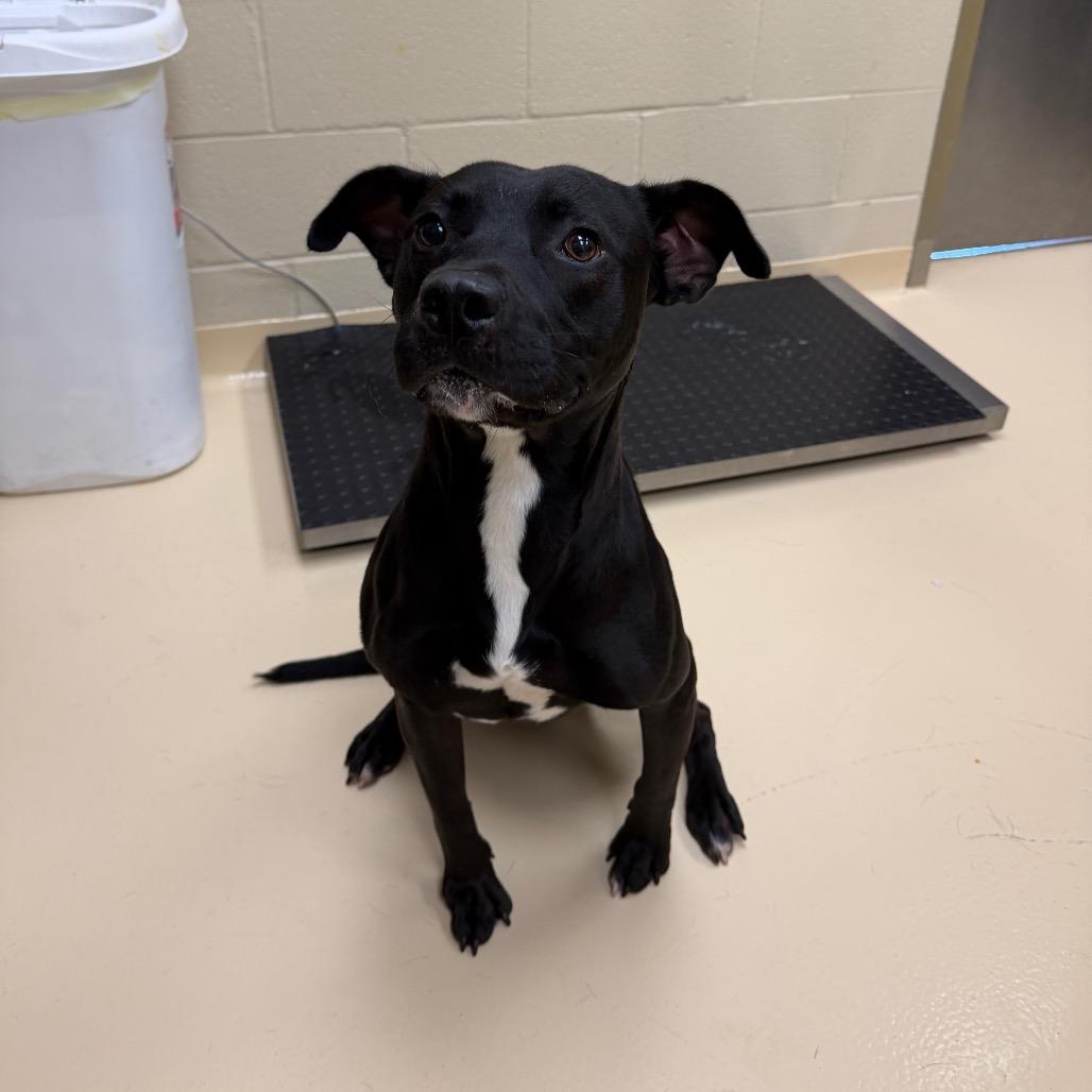 Chug Jug, a Adoptable Mixed Breed in Winston-Salem, NC image 5/5