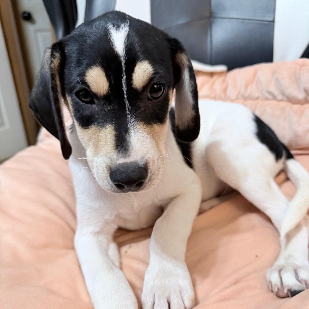 Fudge - Local August 28-30, adopted, Puppy Male Chihuahua & Dachshund.