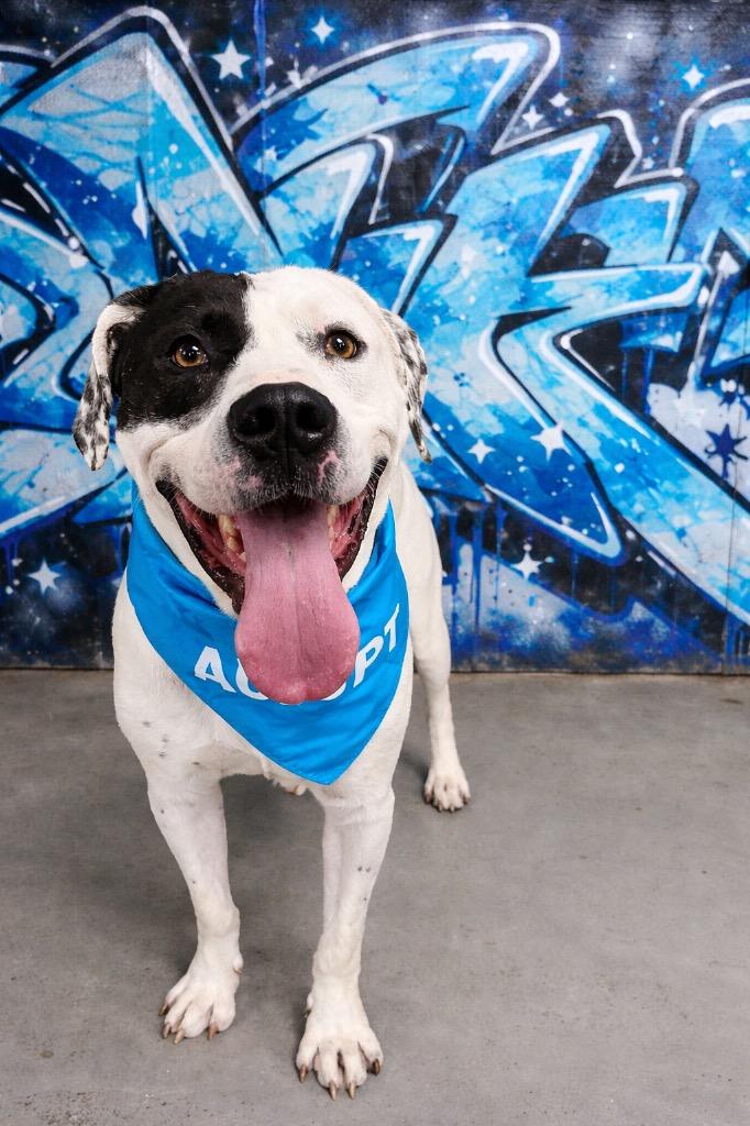 Patchino, Adoptable, Adult Male American Bulldog & American Staffordshire Terrier.