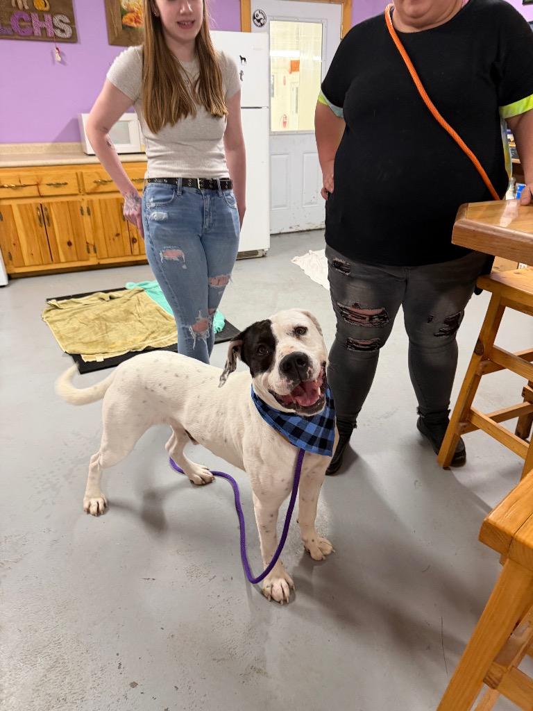 Patchino, Adoptable, Adult Male American Bulldog & American Staffordshire Terrier.