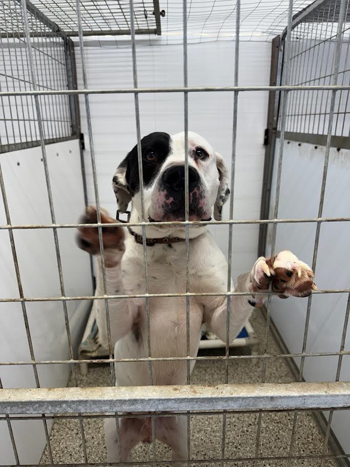 Patchino, a Adoptable mixed breed in Glenfield, NY image 3/6