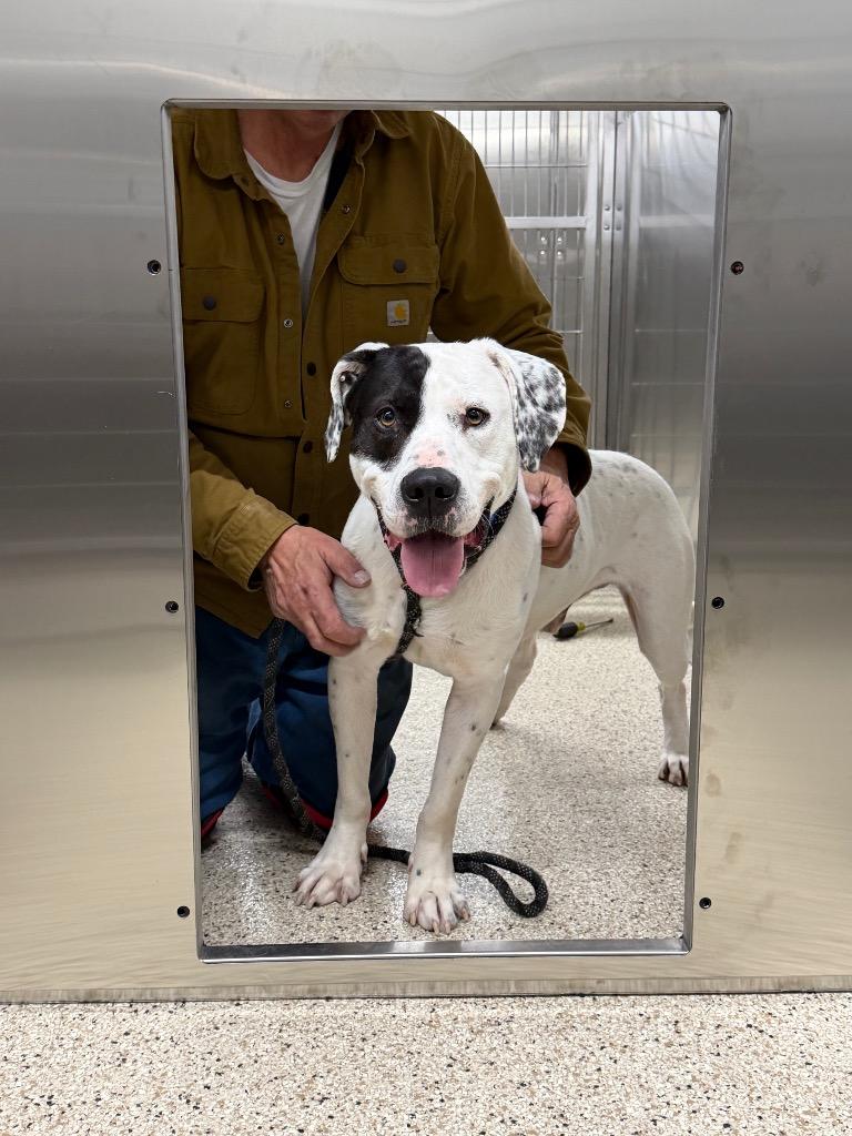 Patchino, a Adoptable mixed breed in Glenfield, NY image 4/6