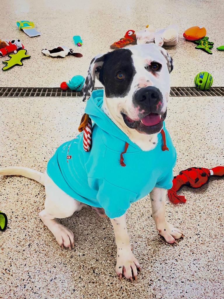 Patchino, a Adoptable mixed breed in Glenfield, NY image 5/6