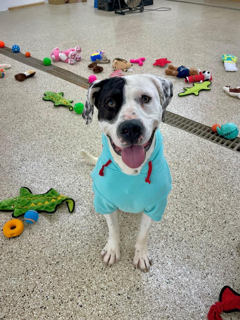 Patchino, a Adoptable mixed breed in Glenfield, NY image 6/6