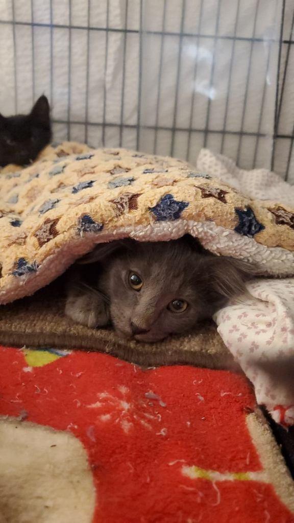 Enlarge Joff, a Adoptable Domestic Medium Hair in Wasilla, AK image 2/3