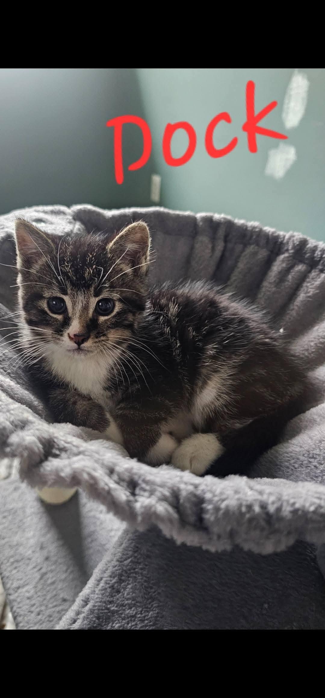 Enlarge Dock, a Adopted Domestic Medium Hair in Marine City, MI image 2/2