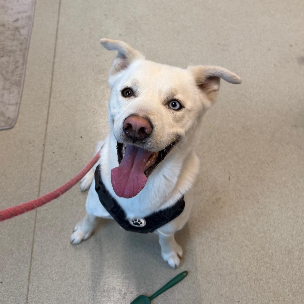 Dakota, Adoptable, Adult Male Husky & Labrador Retriever.