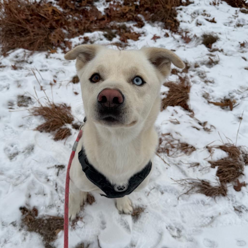 Enlarge Dakota, a Adoptable mixed breed in Warwick, RI image 2/3