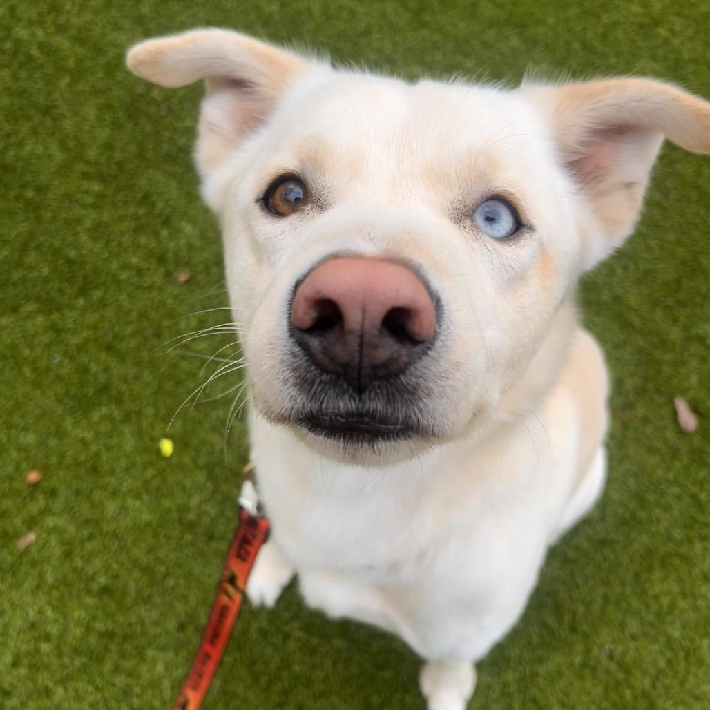 Enlarge Dakota, a Adoptable mixed breed in Warwick, RI image 3/3