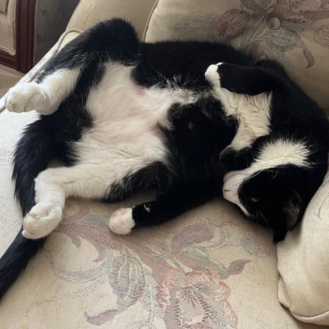 Bob, a Adoptable Domestic Short Hair in Abbotsford, BC image 1/6