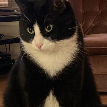 Bob, a Adoptable Domestic Short Hair in Abbotsford, BC image 2/6