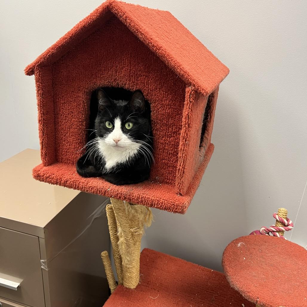 Bob, a Adoptable Domestic Short Hair in Abbotsford, BC image 3/6