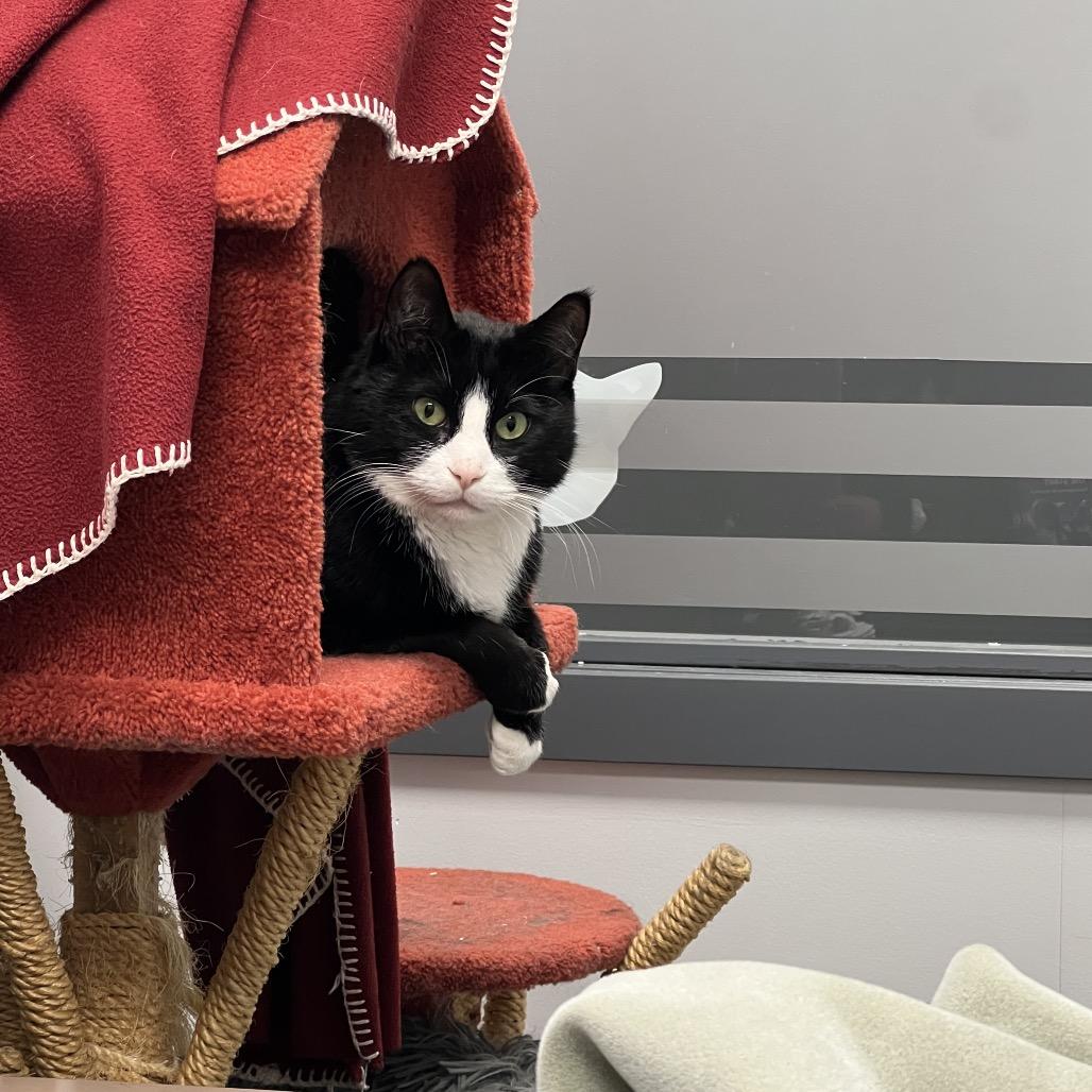 Bob, a Adoptable Domestic Short Hair in Abbotsford, BC image 4/6