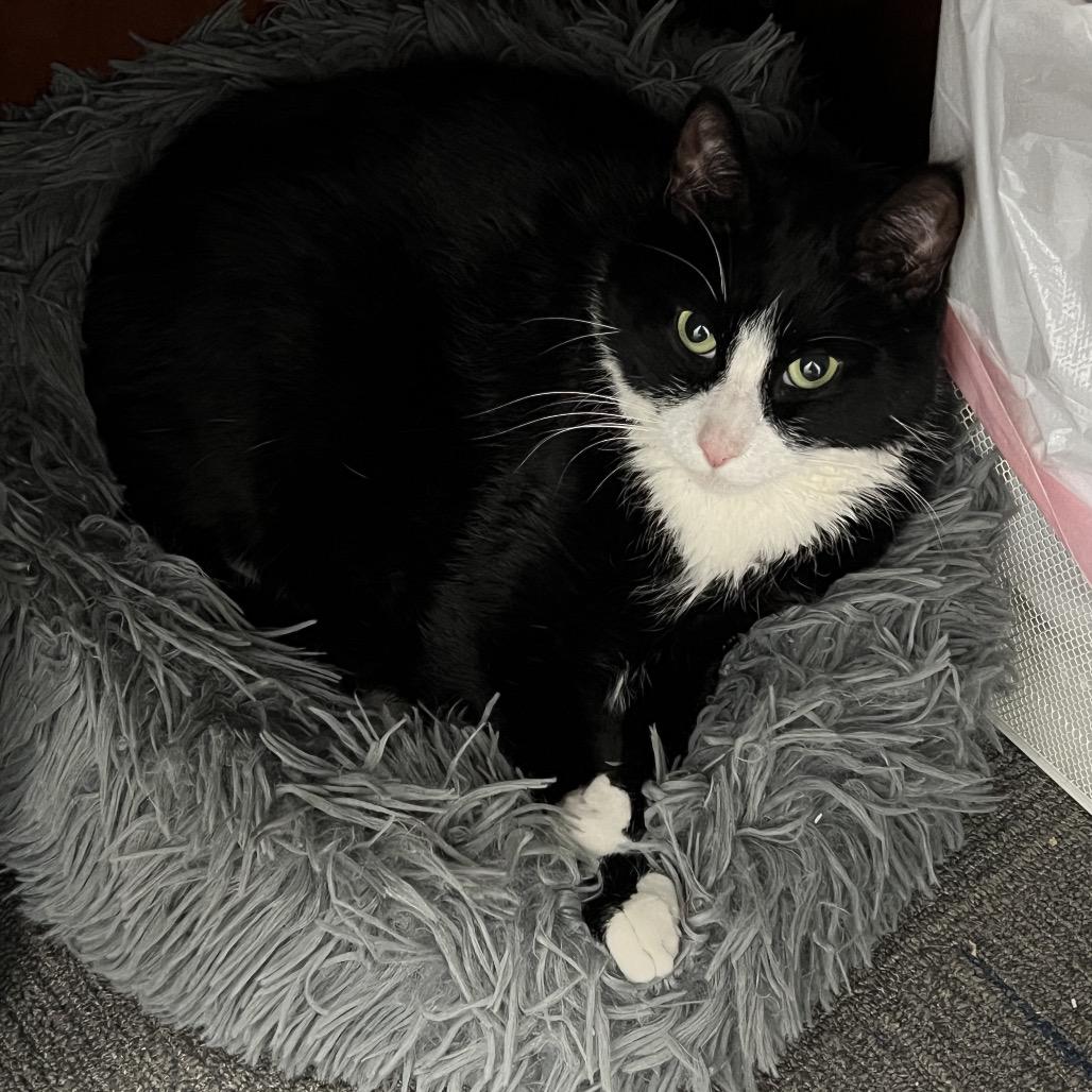 Bob, a Adoptable Domestic Short Hair in Abbotsford, BC image 5/6