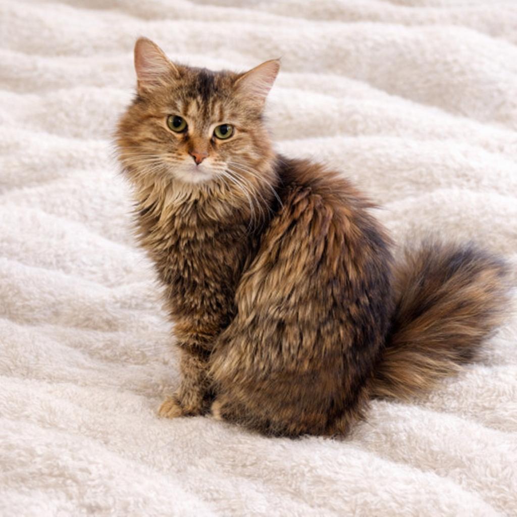Nala, adopted, Young Female Domestic Long Hair.