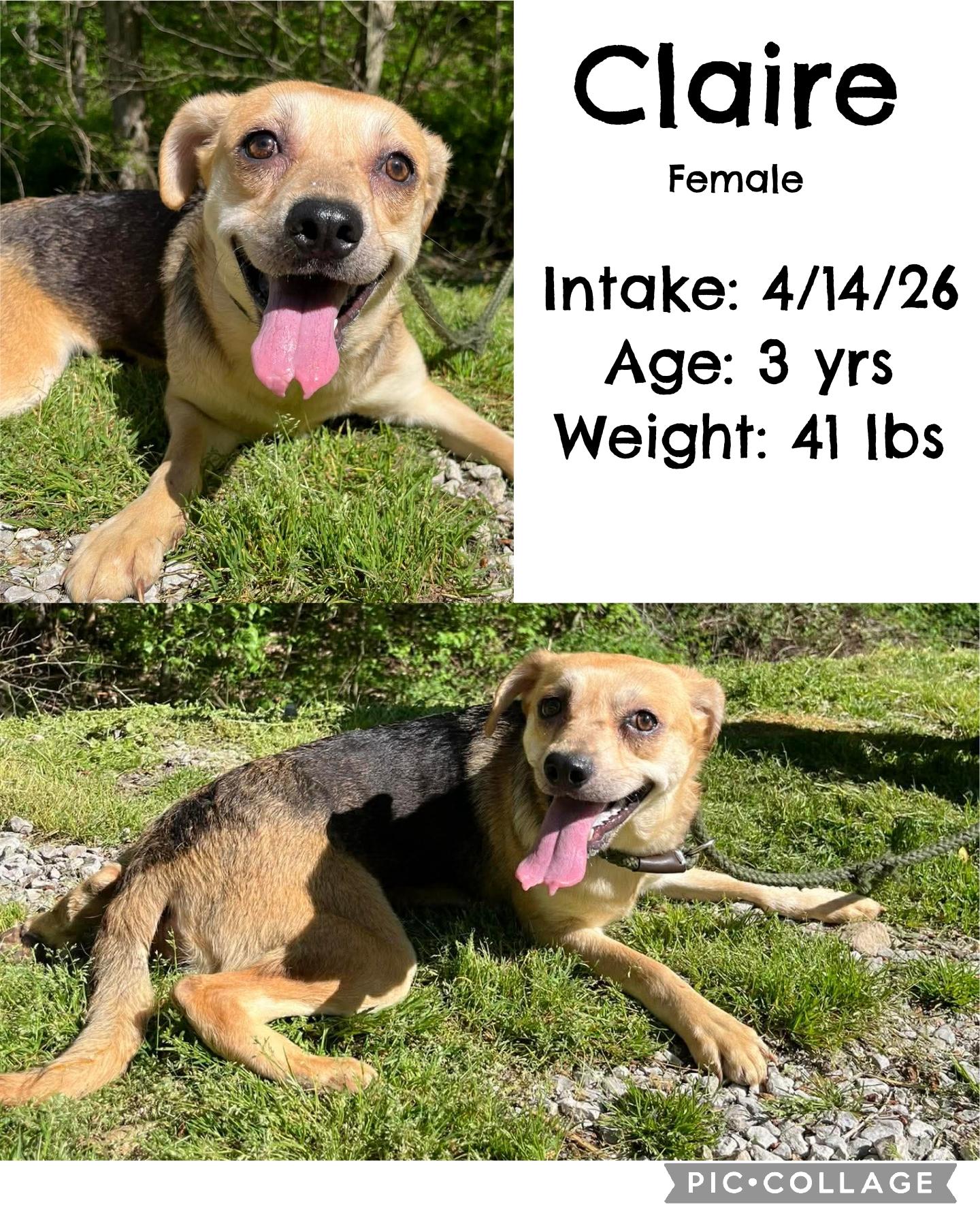 Enlarge Claire, a ADOPTABLE mixed breed in Staffordsville, KY image 1/1