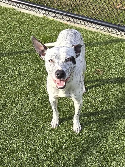 Enlarge Oreo, a Adoptable mixed breed in Daphne, AL image 2/3
