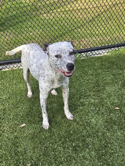 Oreo, Adoptable, Adult Female Australian Cattle Dog / Blue Heeler & Mixed Breed.