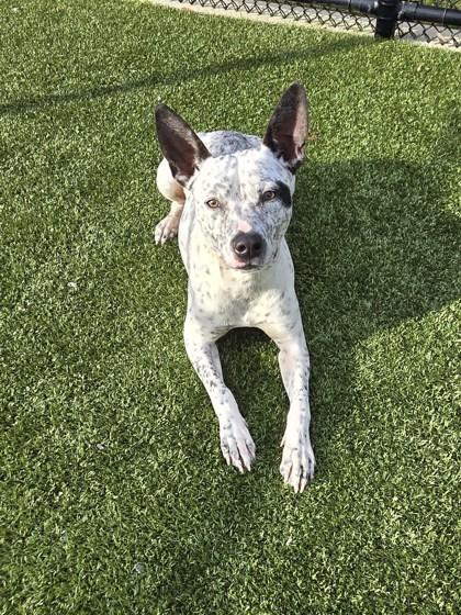 Oreo, a Adoptable mixed breed in Daphne, AL image 1/2