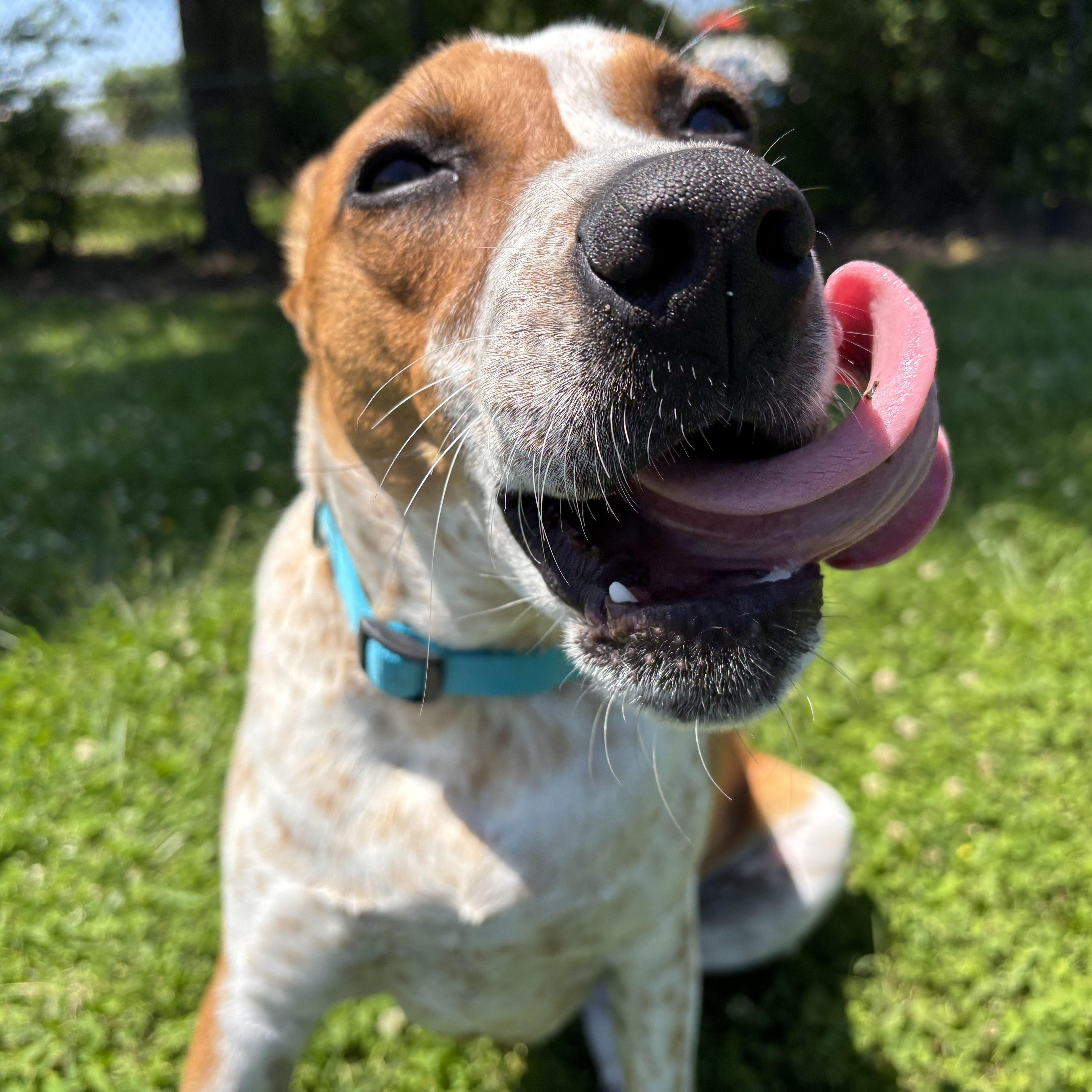 Enlarge Bacon, a ADOPTABLE mixed breed in Lowell, AR image 6/6