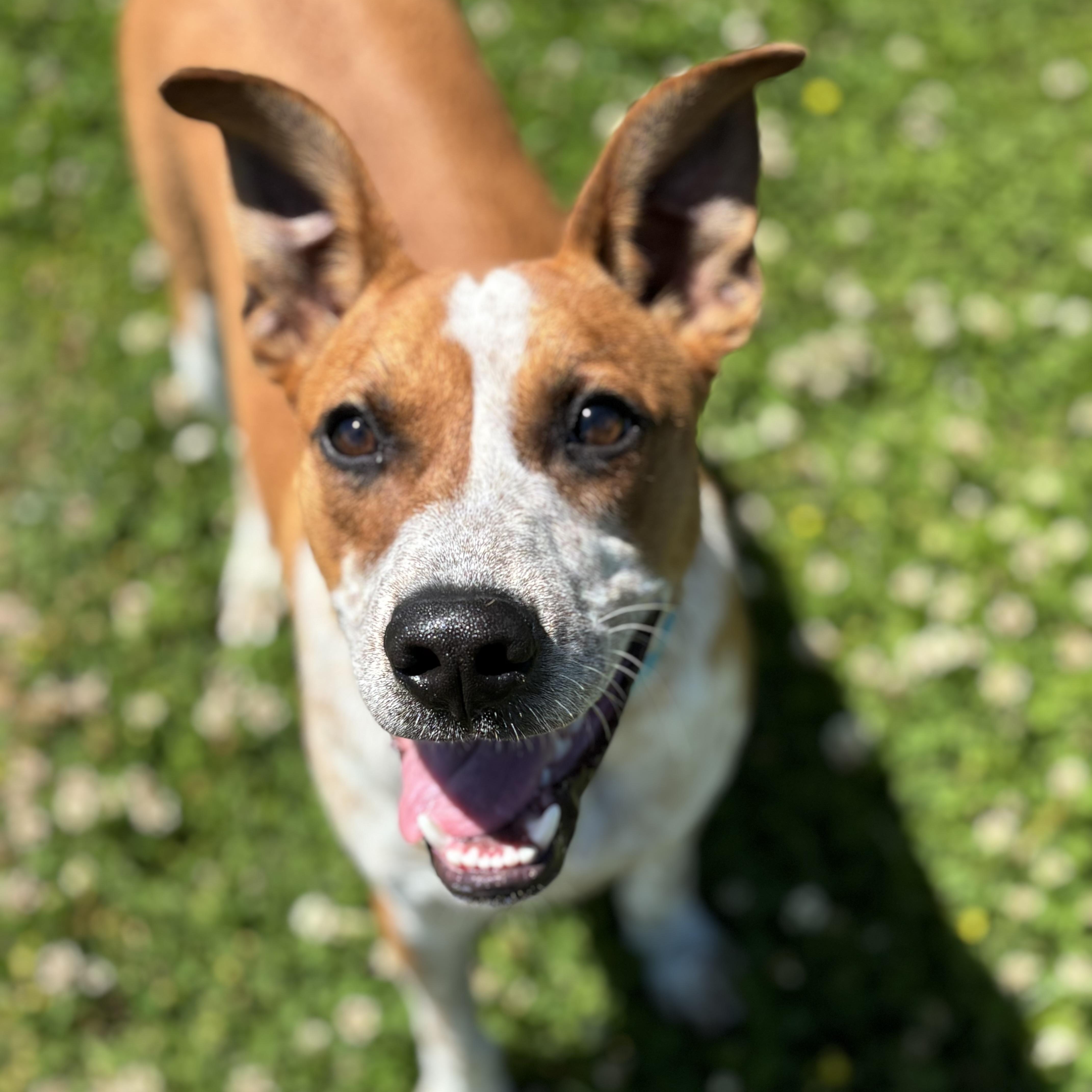 Bacon, ADOPTABLE, Puppy Male Australian Cattle Dog / Blue Heeler.
