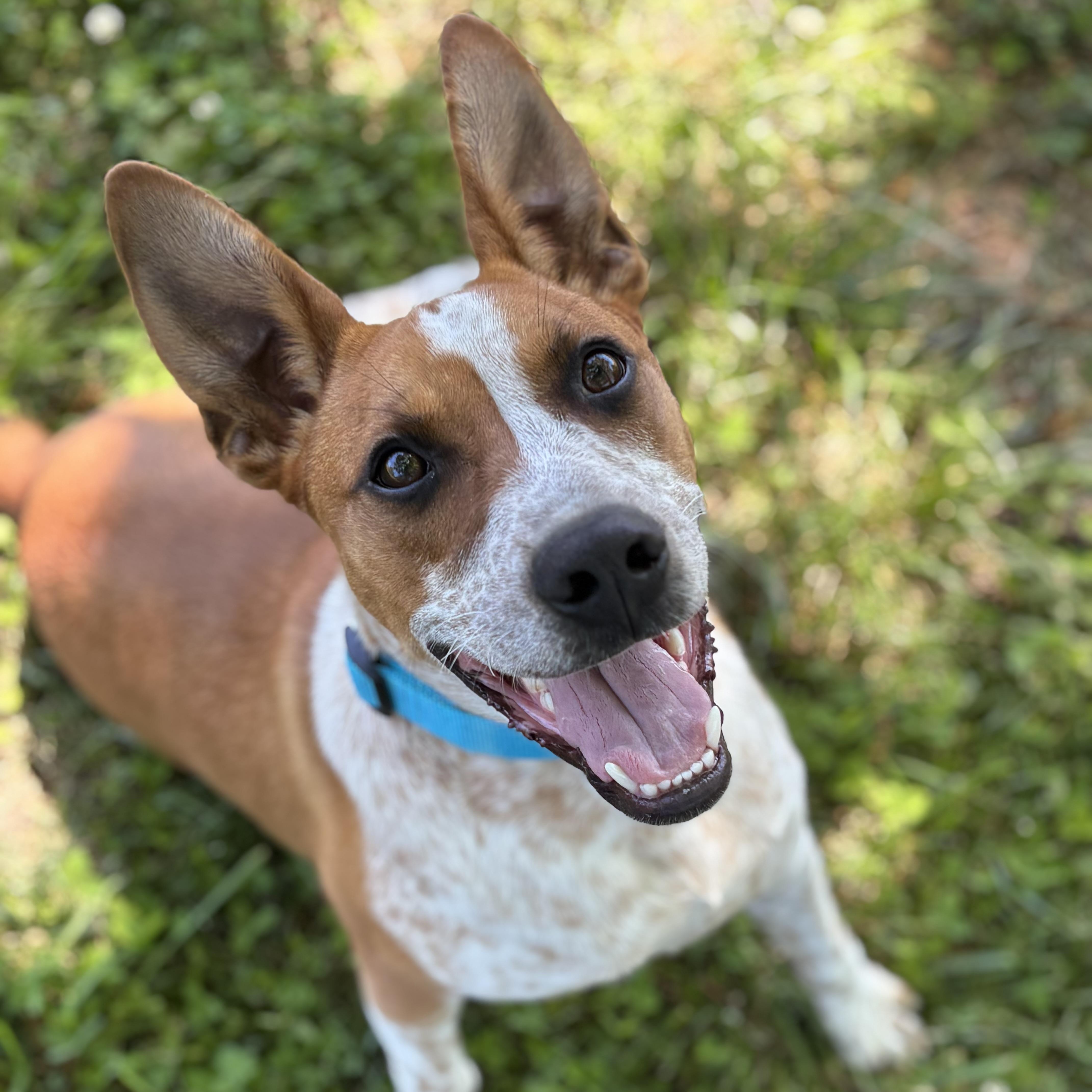Enlarge Bacon, a ADOPTABLE mixed breed in Lowell, AR image 5/6