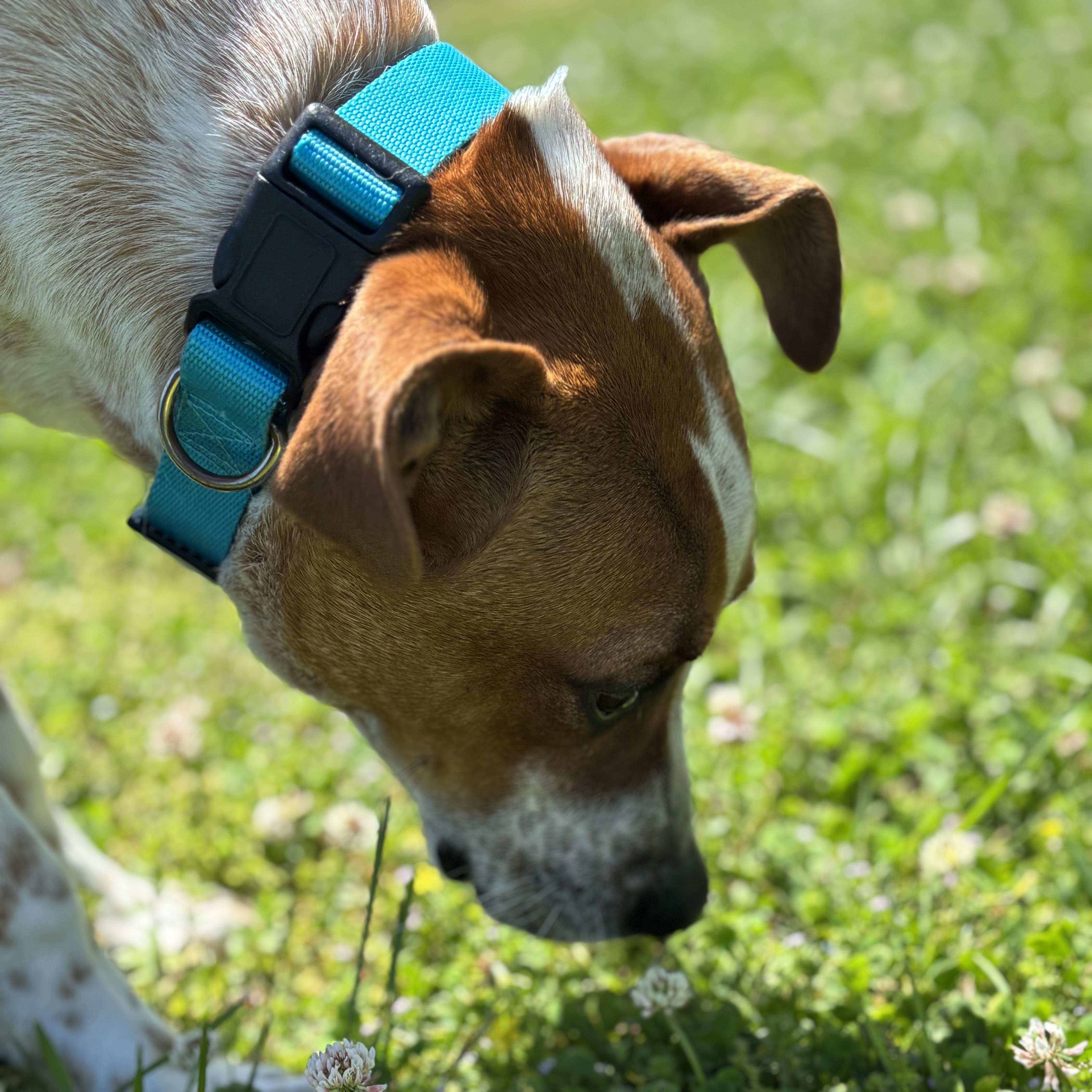 Enlarge Bacon, a ADOPTABLE mixed breed in Lowell, AR image 2/6