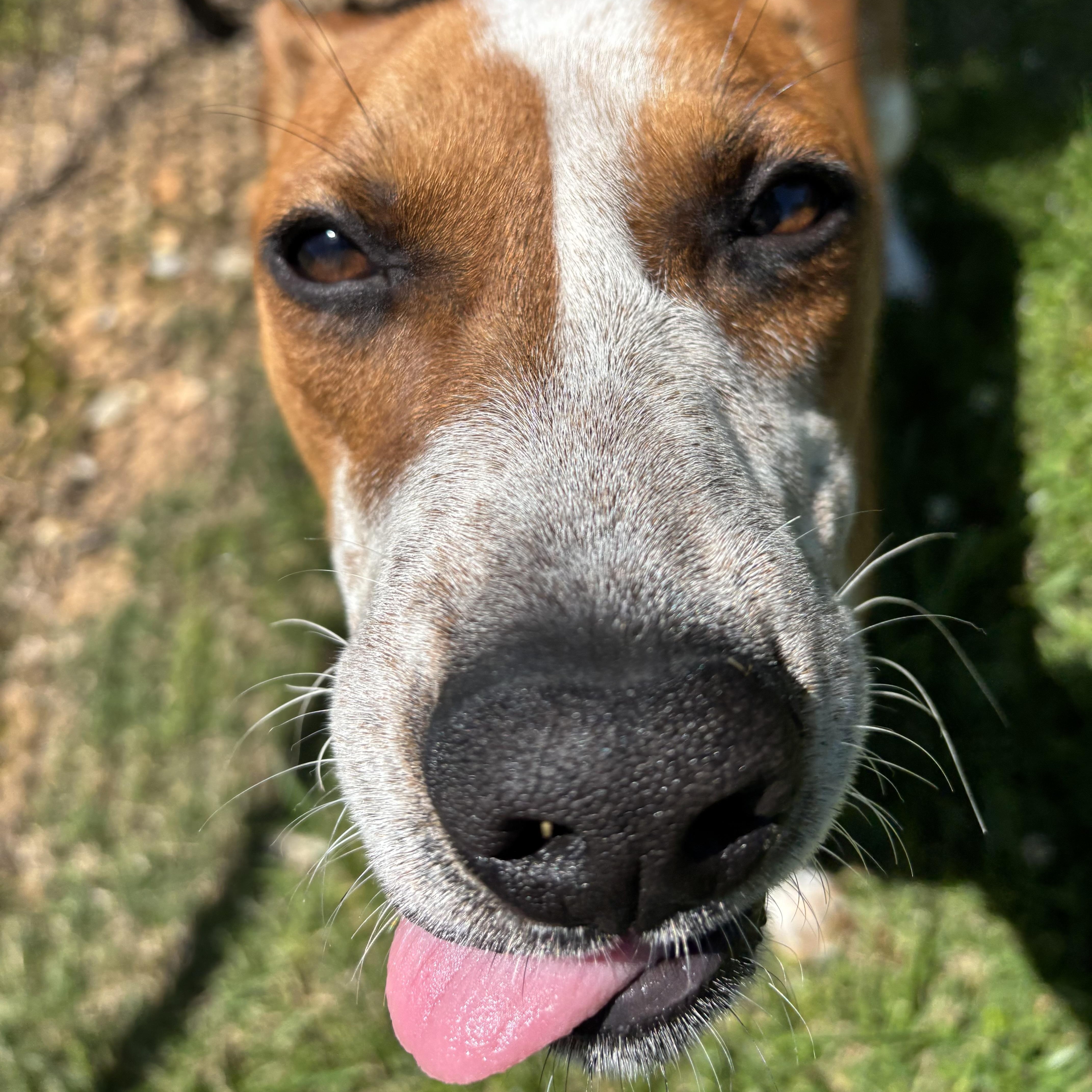 Enlarge Bacon, a ADOPTABLE mixed breed in Lowell, AR image 4/6