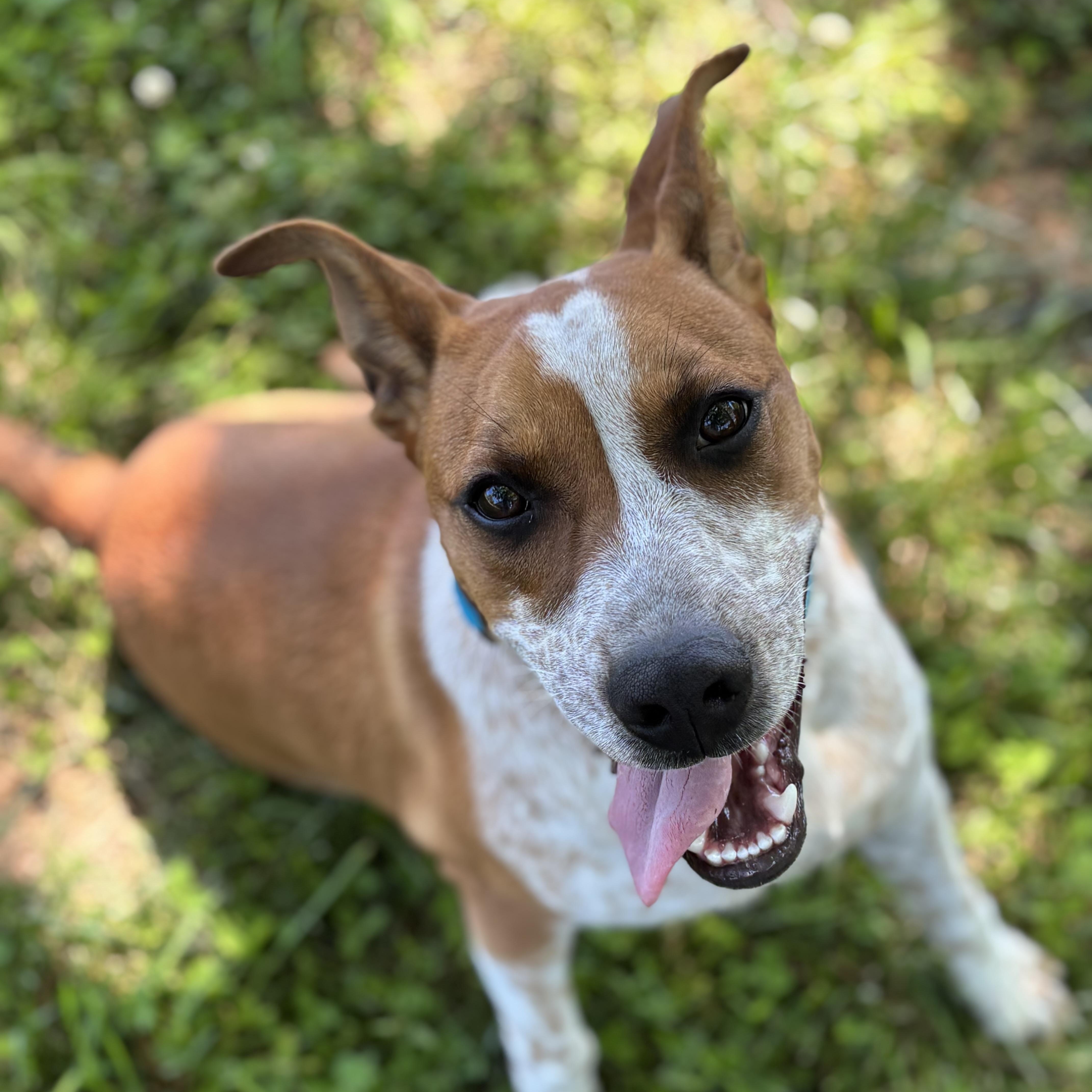 Enlarge Bacon, a ADOPTABLE mixed breed in Lowell, AR image 3/6