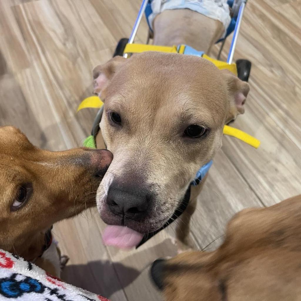 Mary Marget, Adoptable, Adult Female Labrador Retriever.