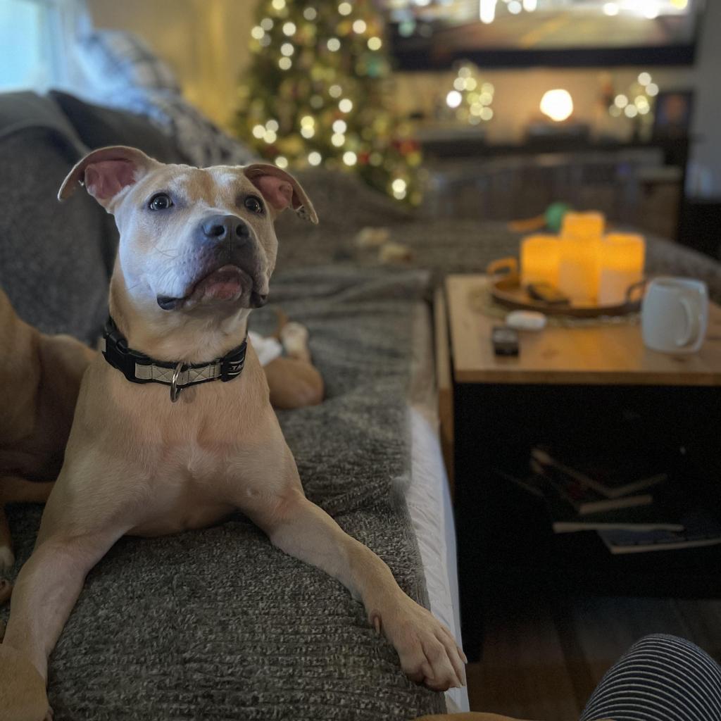 Mary Marget, a Adoptable mixed breed in Tomball, TX image 2/6