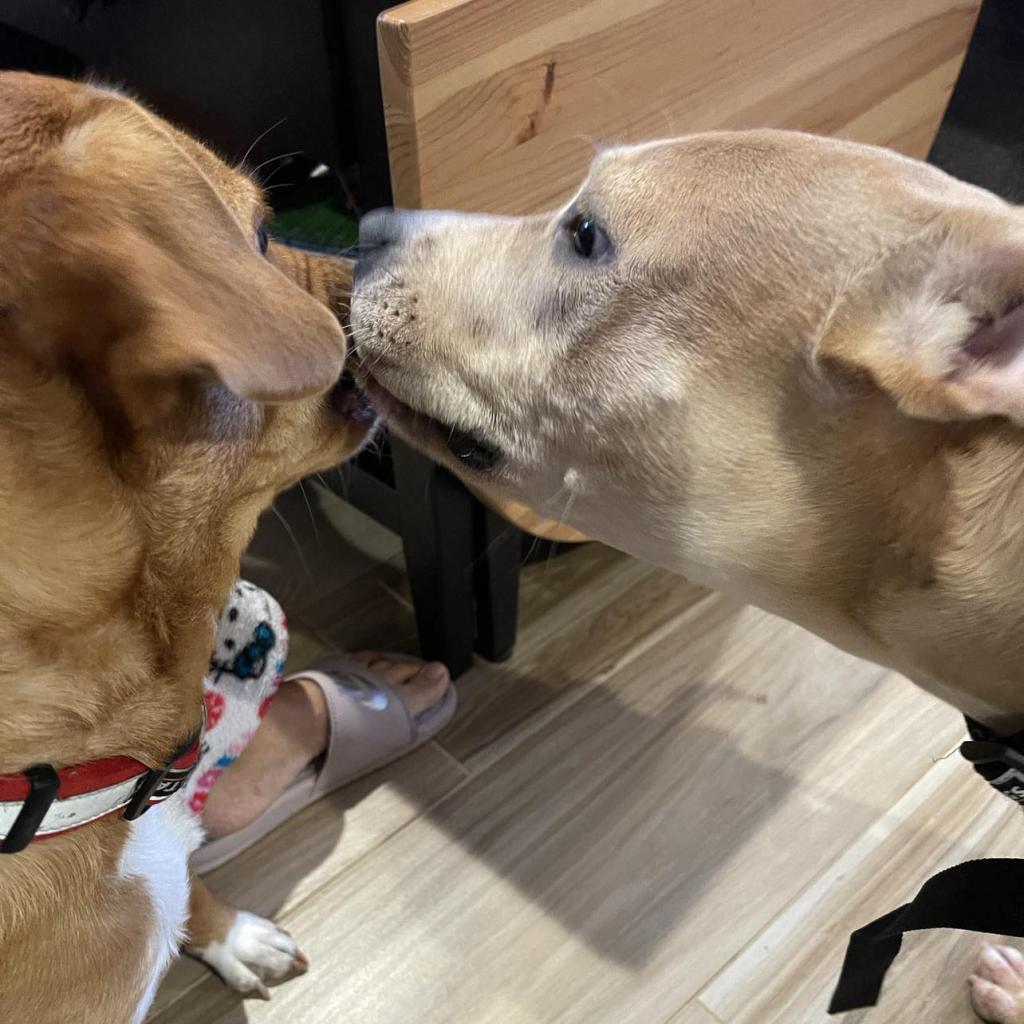 Mary Marget, a Adoptable mixed breed in Tomball, TX image 3/6