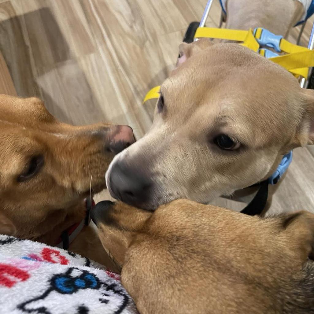 Mary Marget, a Adoptable mixed breed in Tomball, TX image 4/6