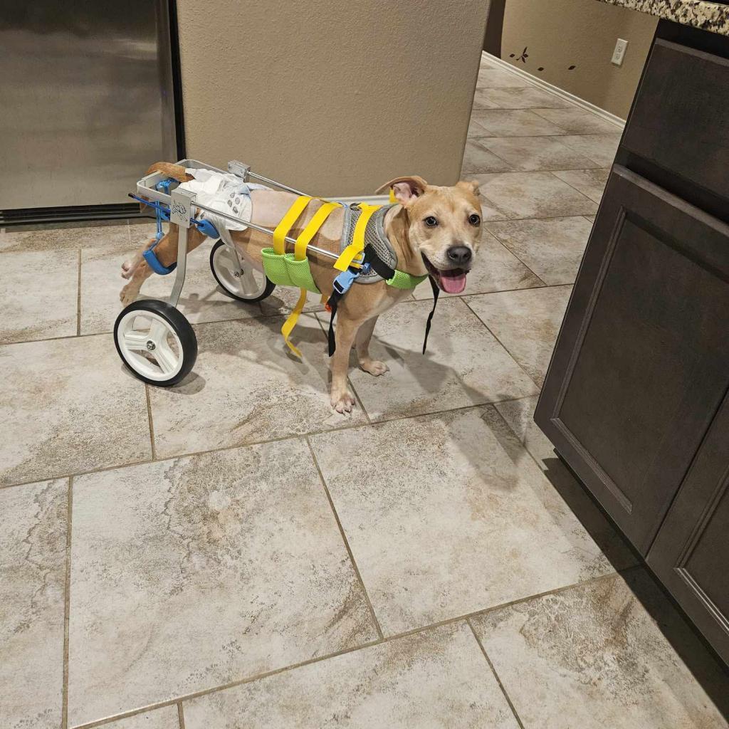 Mary Marget, a Adoptable mixed breed in Tomball, TX image 5/6