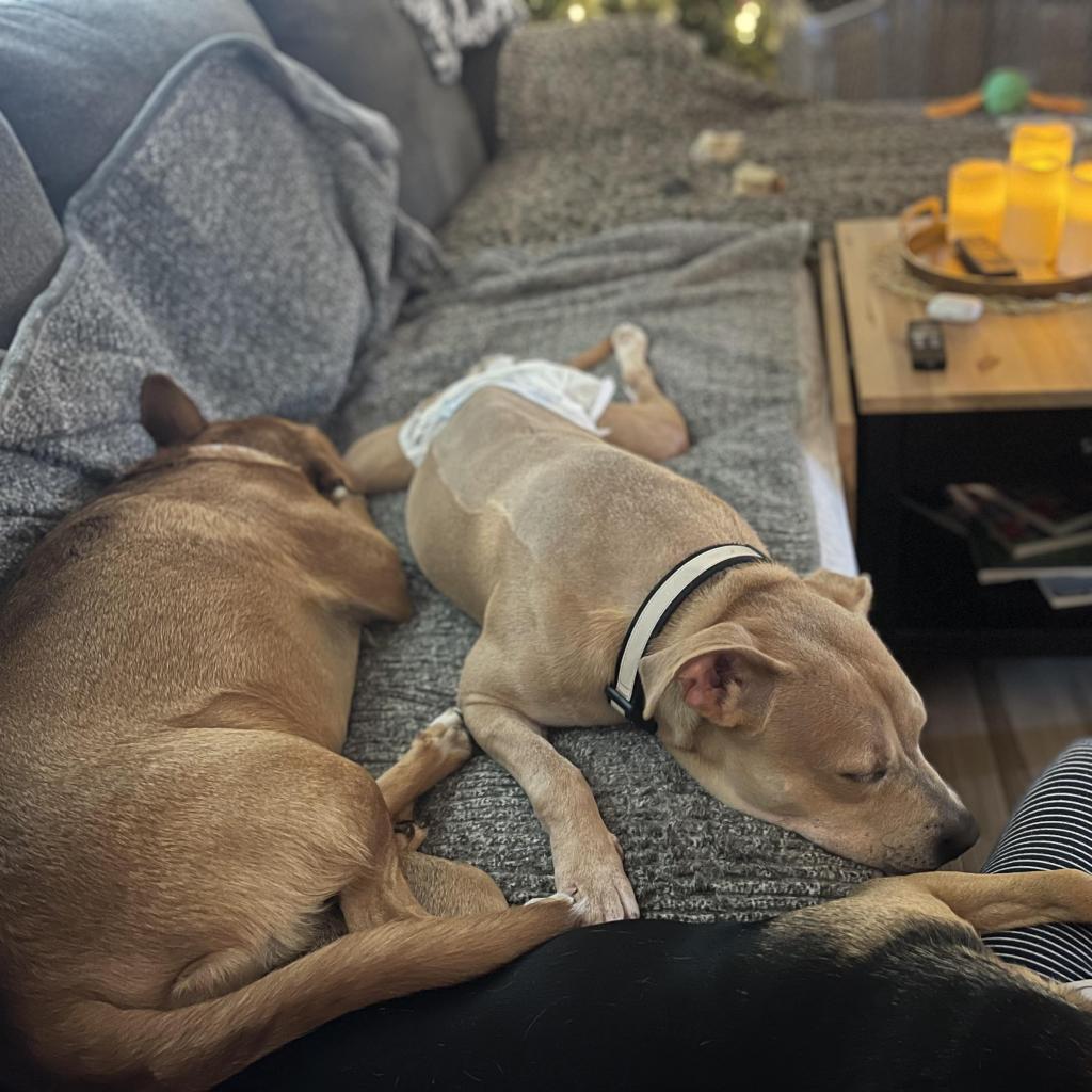 Mary Marget, a Adoptable mixed breed in Tomball, TX image 6/6