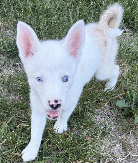 Hashbrown, a ADOPTABLE Australian Shepherd in Manhattan, KS image 3/5
