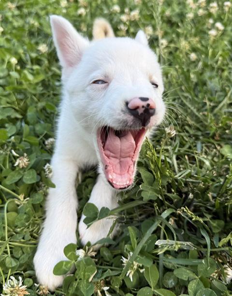 Hashbrown, a ADOPTABLE Australian Shepherd in Manhattan, KS image 4/5