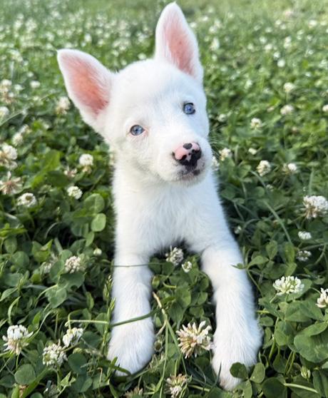 Hashbrown, a ADOPTABLE Australian Shepherd in Manhattan, KS image 1/5