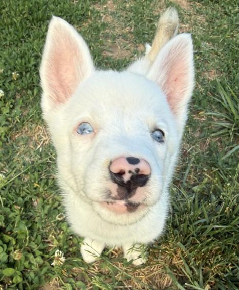 Hashbrown, a ADOPTABLE Australian Shepherd in Manhattan, KS image 2/5